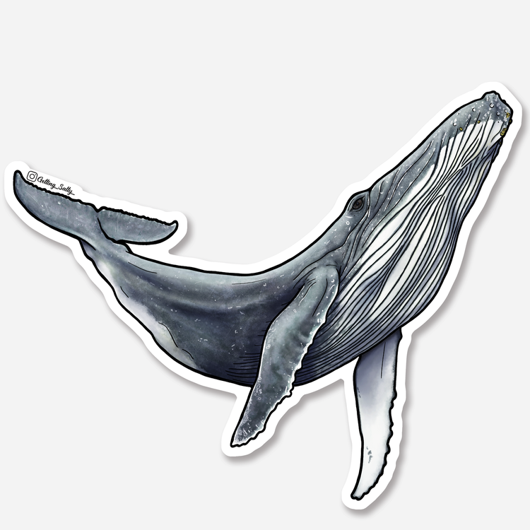 Getting Salty Humpback Whale | Diving Sports Canada | Vancouver