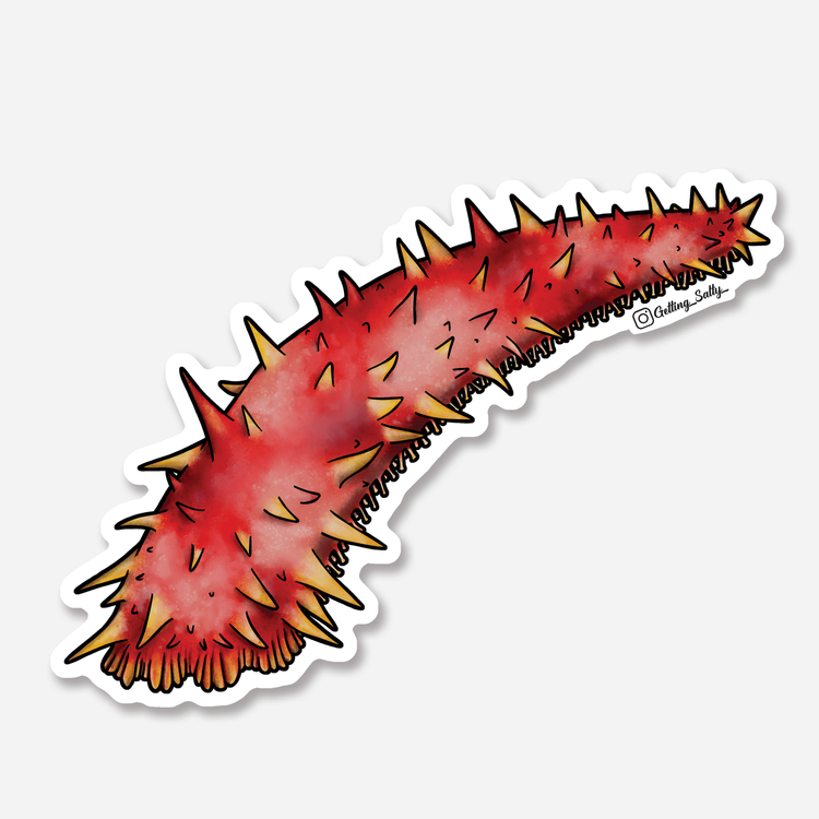 Getting Salty Giant Red Sea Cucumber | Diving Sports Canada | Vancouver