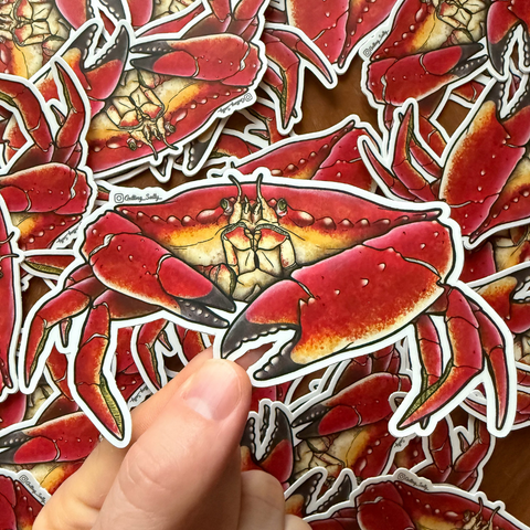 Getting Salty Red Rock Crab Sticker | Diving Sports Canada | Vancouver