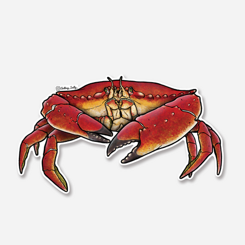Getting Salty Red Rock Crab Sticker | Diving Sports Canada | Vancouver